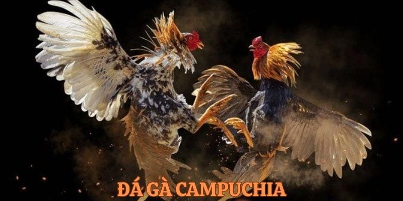 Sơ lược về loại hình đá gà Campuchia